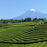 富士山のお茶畑