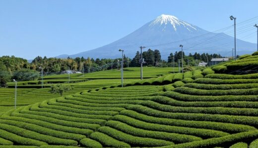 【2024年版】お茶生産量の都道府県別ランキングTOP8