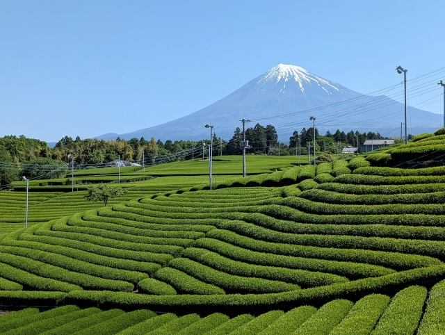 お茶 セール 生産地 ベスト3