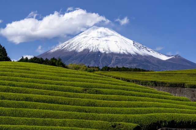 静岡　茶畑