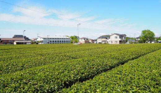 三大銘茶・狭山茶の魅力と特徴